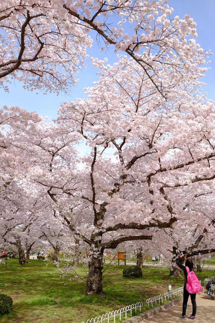 2016 京都賞櫻