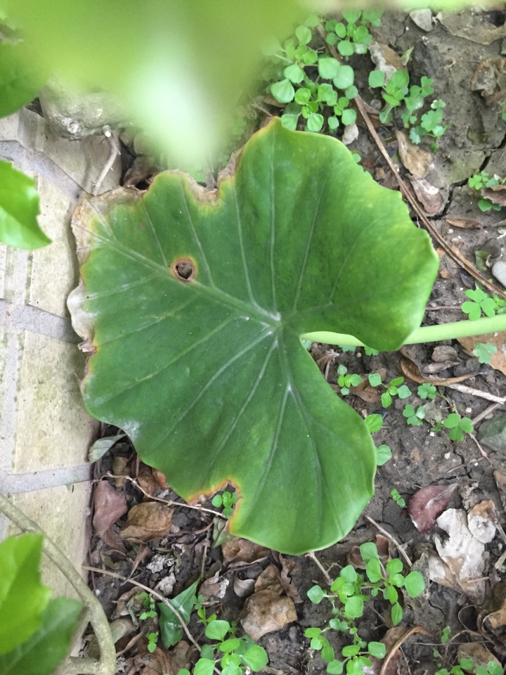 家中庭院植物好像生病了，葉面有黃褐色斑塊，嫩芽一長出來就凋痿，請問是染上了什麼病？該如何治療？