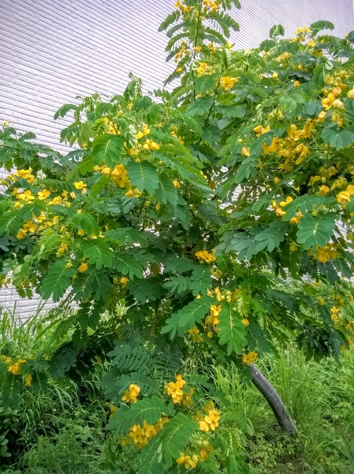 關聖公園火焰木.水黃皮 裕敬公園旁金邊黃槐