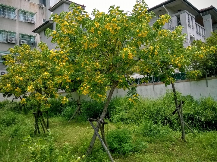 關聖公園火焰木.水黃皮 裕敬公園旁金邊黃槐