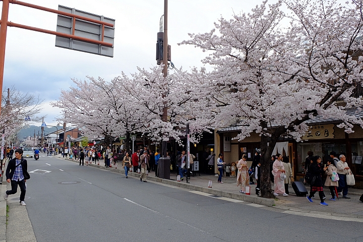 2016 京都賞櫻