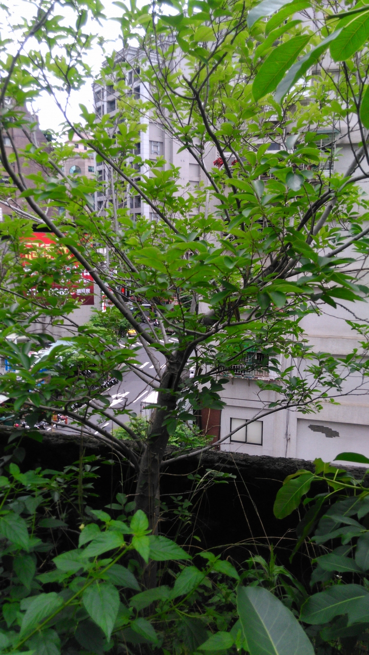 三棵樹需要辨認...其中一棵有花的應該是雄構樹...請問這三棵的根對於屋頂地板會有破壞性嗎?