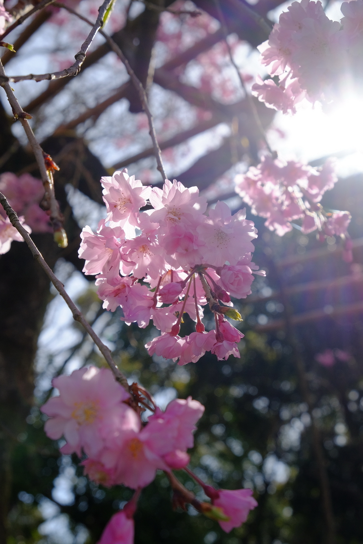 2016 京都賞櫻