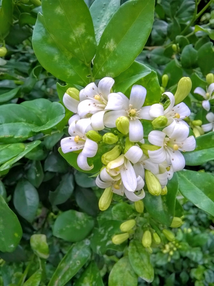 巴克禮公園 烏桕 七里香 木棉花4月24