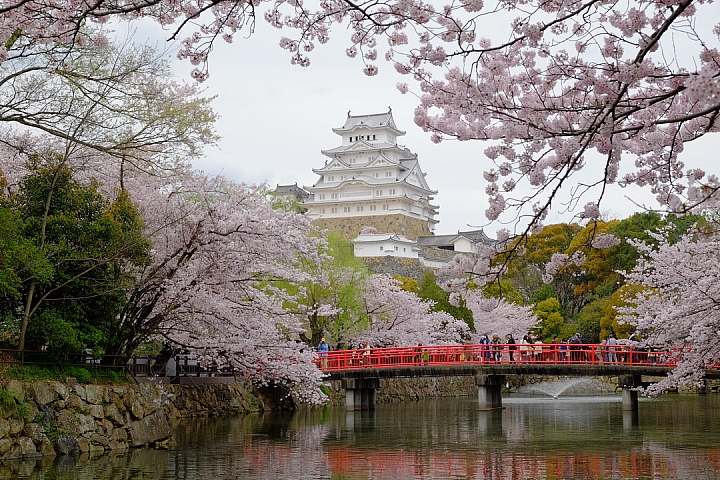 2016 京都賞櫻