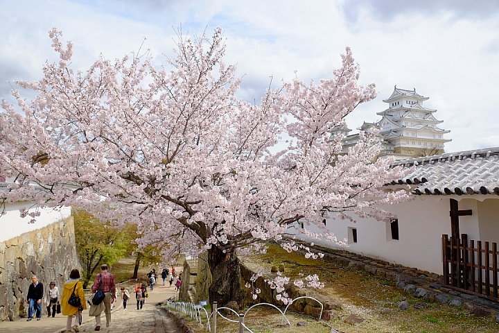 2016 京都賞櫻