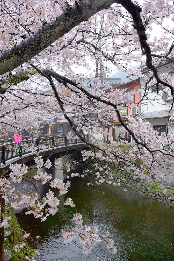 2016 京都賞櫻