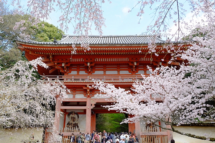 2016 京都賞櫻