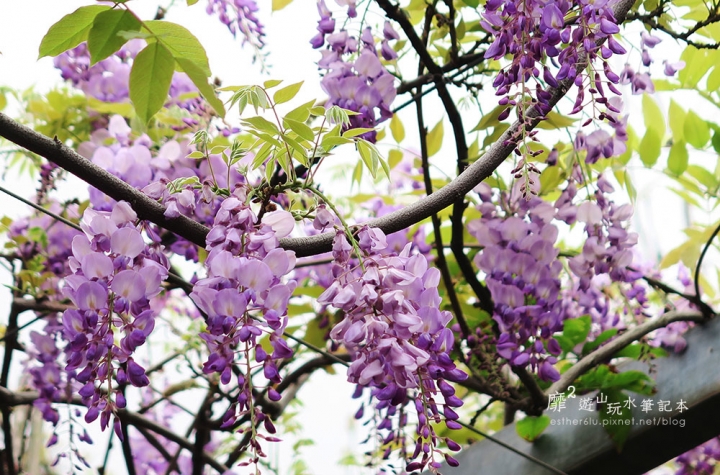 台北花卉村賞紫藤