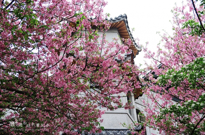 2016-4-10 台北奧萬大楓葉季 東方寺賞櫻 紫藤花流蘇花滿開