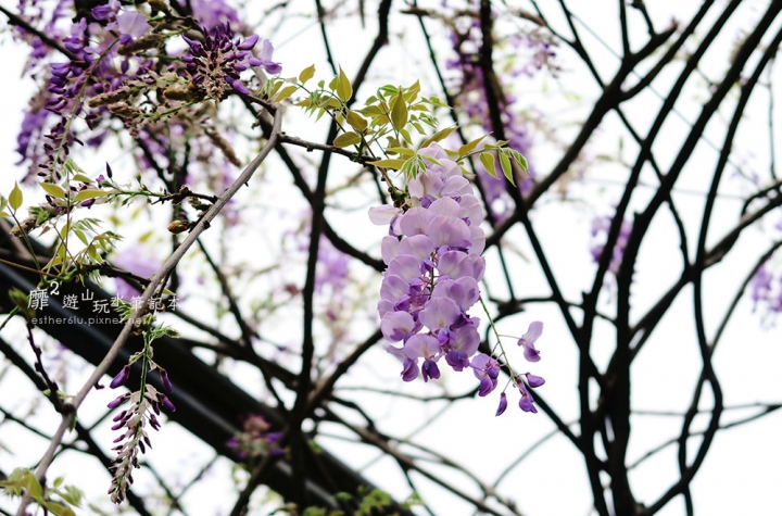 台北花卉村賞紫藤