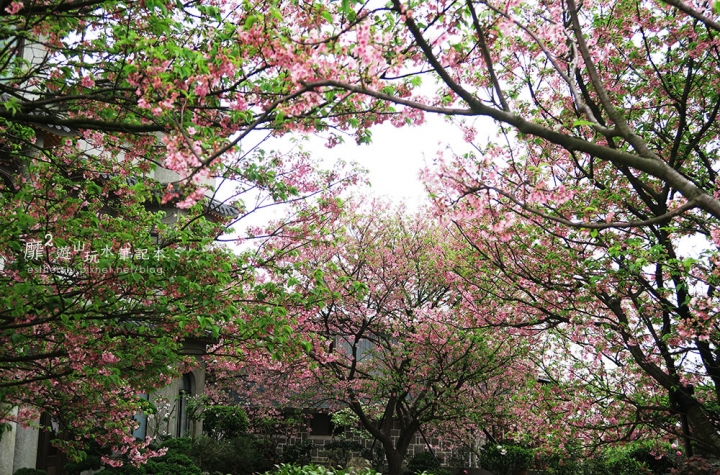 2016-4-10 台北奧萬大楓葉季 東方寺賞櫻 紫藤花流蘇花滿開