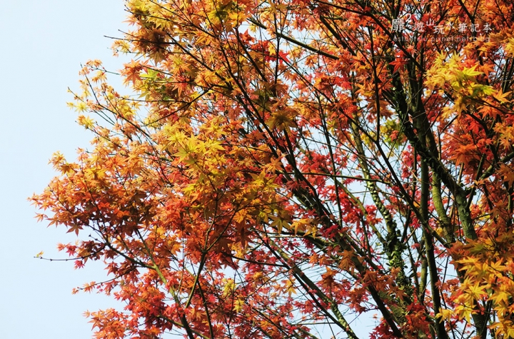 2016-4-10 台北奧萬大楓葉季 東方寺賞櫻 紫藤花流蘇花滿開