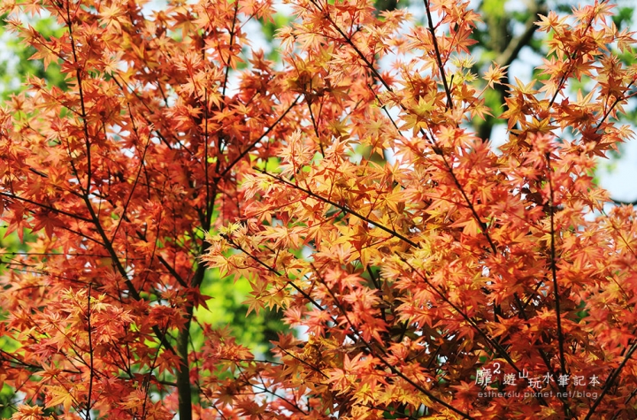 2016-4-10 台北奧萬大楓葉季 東方寺賞櫻 紫藤花流蘇花滿開