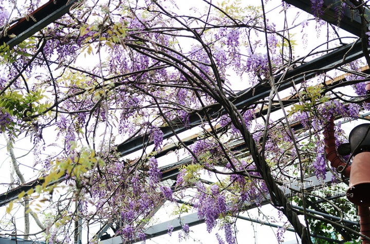 台北花卉村賞紫藤