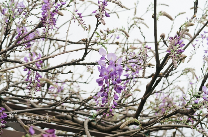 台北花卉村賞紫藤
