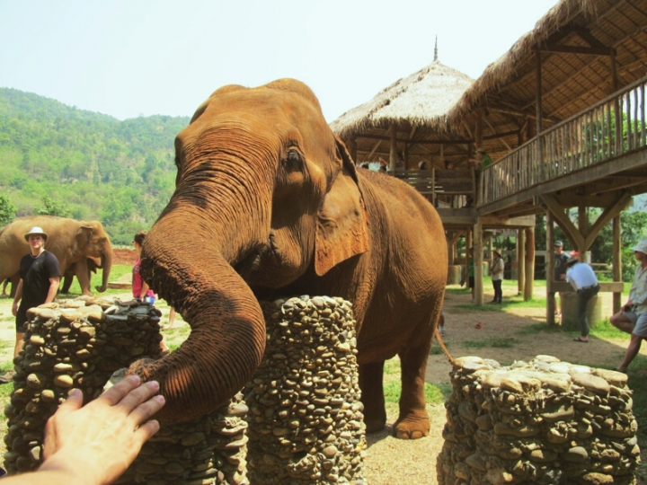 【Chiang Mai．走跳】來Elephant Nature Park聽大象說故事吧
