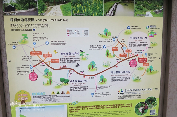 台北木柵~貓空樟樹樟湖環狀步道賞魯冰花