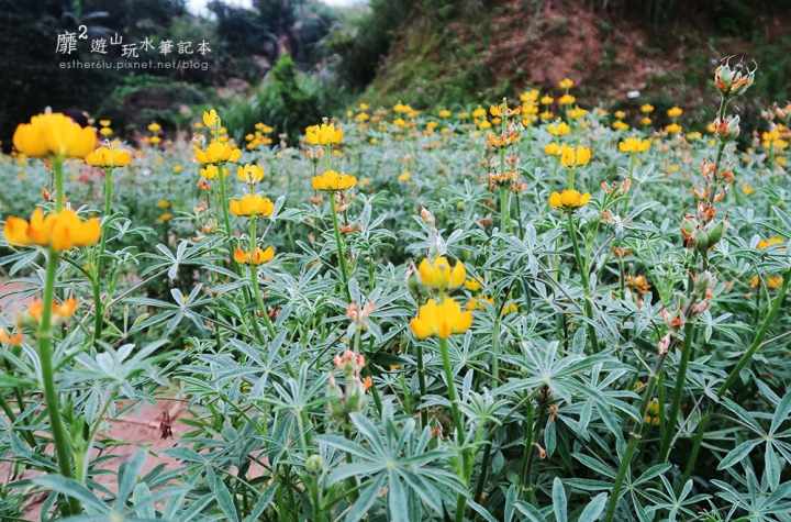 台北木柵~貓空樟樹樟湖環狀步道賞魯冰花