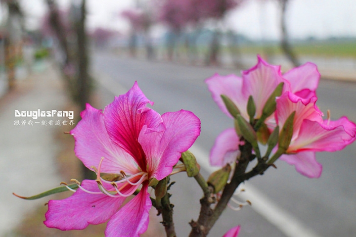 【遊記│雲林土庫】馬光國中櫻花大道