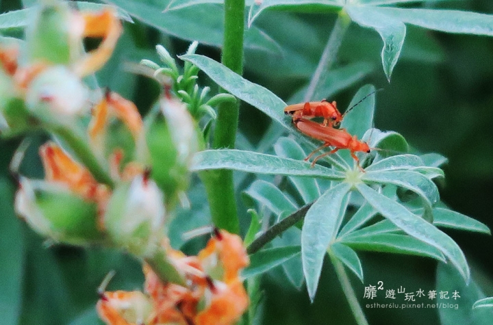 台北木柵~貓空樟樹樟湖環狀步道賞魯冰花