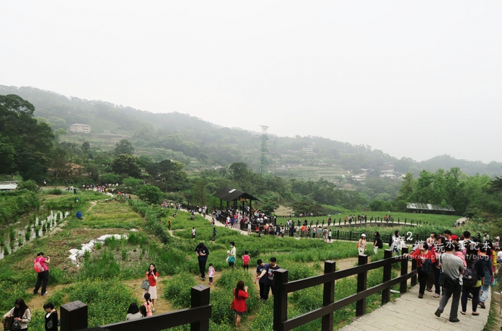 台北木柵~貓空樟樹樟湖環狀步道賞魯冰花