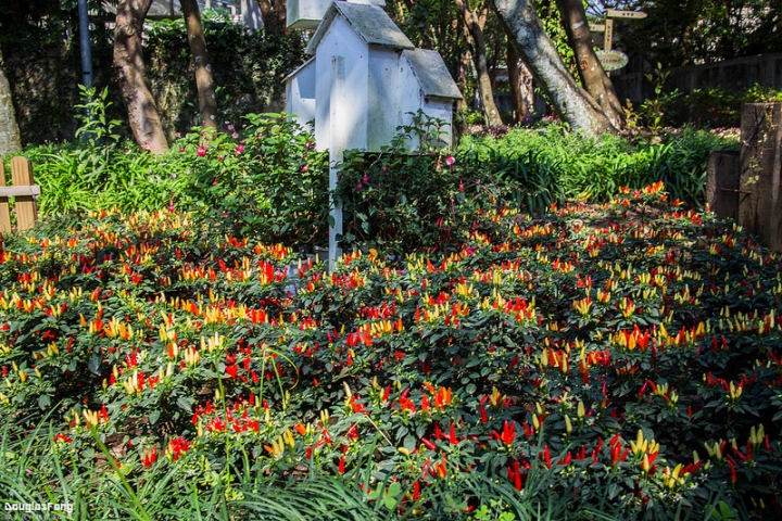 【遊記│台北士林】花卉試驗中心