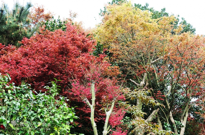 2016-4-10 台北奧萬大楓葉季 東方寺賞櫻 紫藤花流蘇花滿開