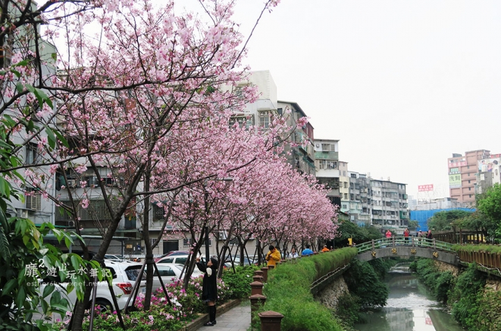 土城~裕民路希望之河左岸賞櫻