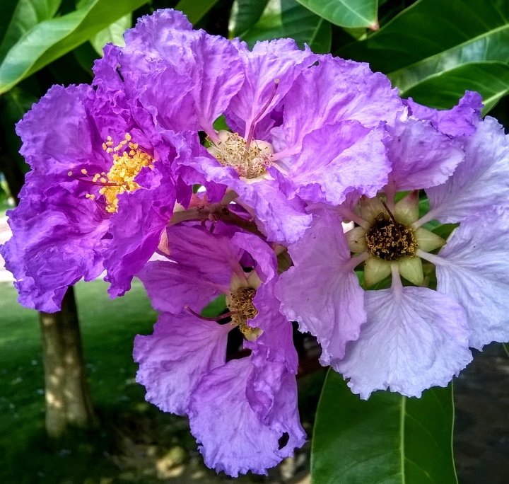 台南市歸仁區公所 大花紫薇5月19號