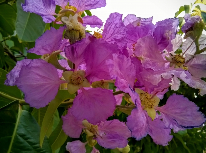 台南市歸仁區公所 大花紫薇5月19號