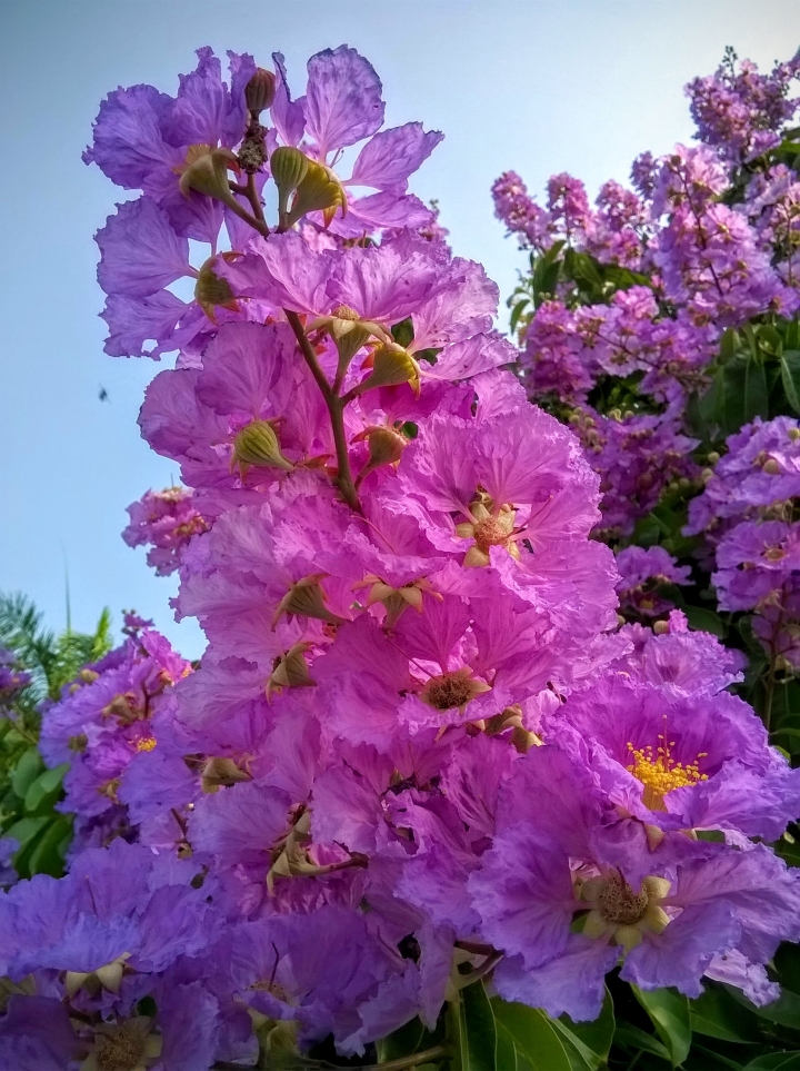 台南市歸仁區公所 大花紫薇5月19號