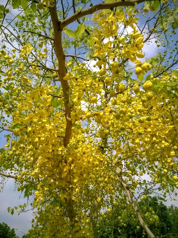 歸仁高鐵站  阿勃勒,鳳凰木,蓮花,花旗木5月8號