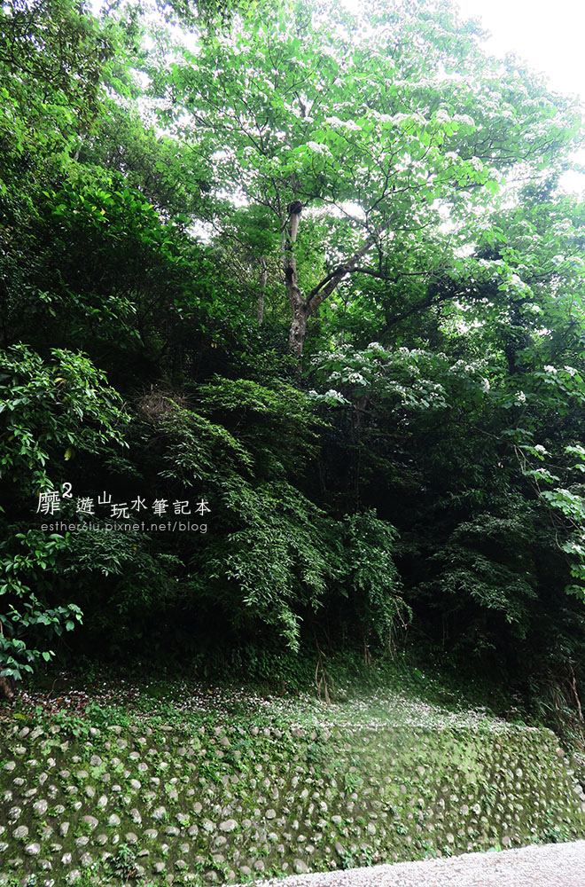 桃園大溪賞花一日遊~廣豐公園藍花楹百合 十一指古道油桐花 玫瑰山谷 湳溝客家麵  小玲冰果室