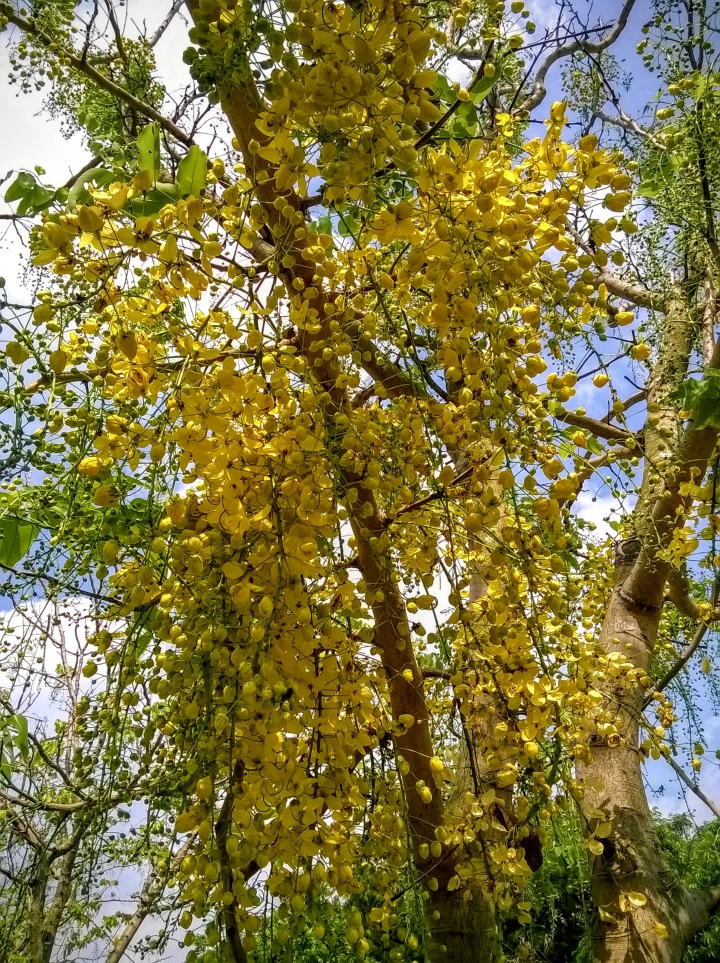 歸仁高鐵站  阿勃勒,鳳凰木,蓮花,花旗木5月8號
