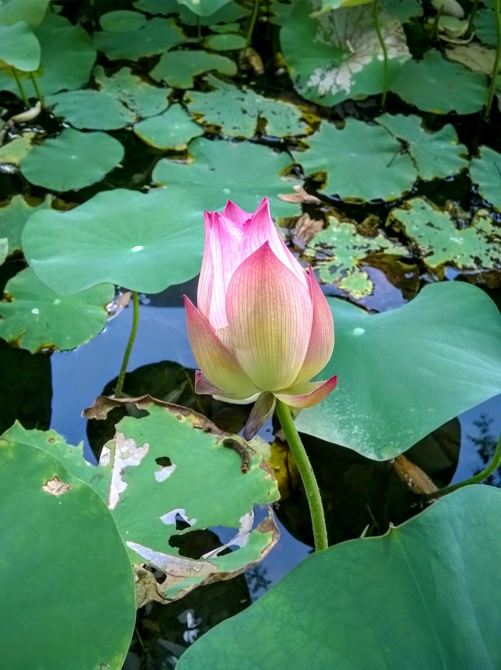 台南市藝術轉角 蓮花5月14號