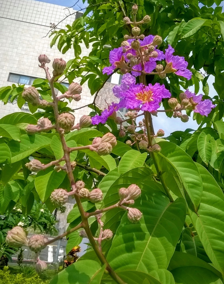 台南市東區裕和路 大花紫薇5月15號