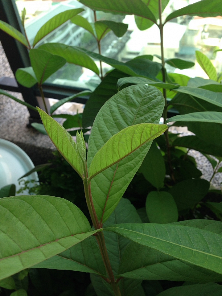 請教一款植物名字