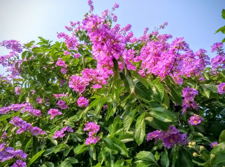 台南市歸仁區公所 大花紫薇5月19號