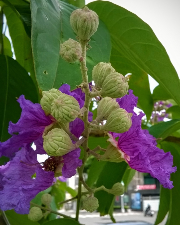 台南市東區裕和路 大花紫薇5月15號