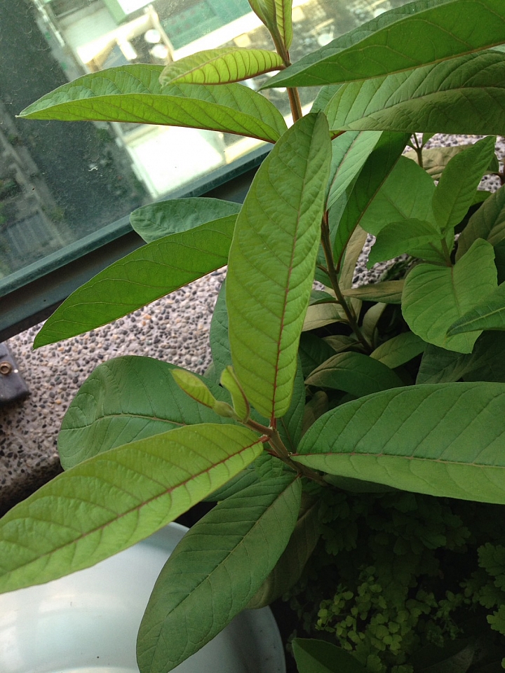 請教一款植物名字