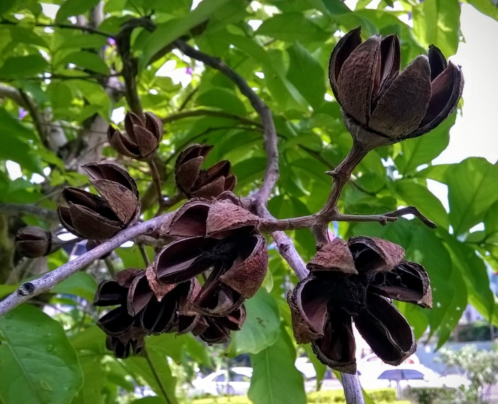 台南市東區裕和路 大花紫薇5月15號
