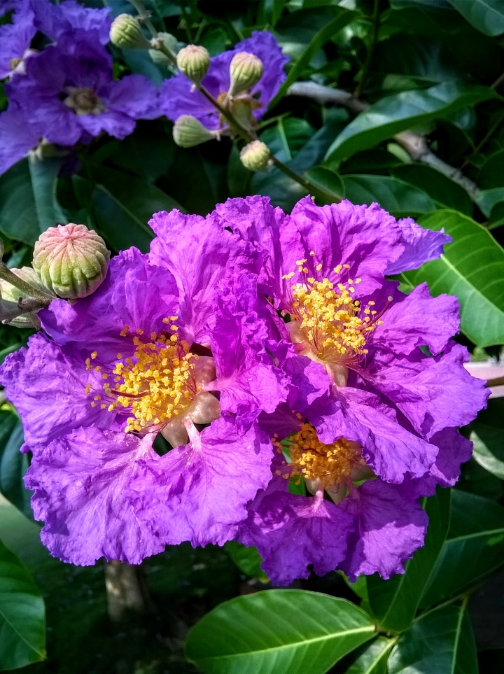 台南市歸仁區公所 大花紫薇5月19號