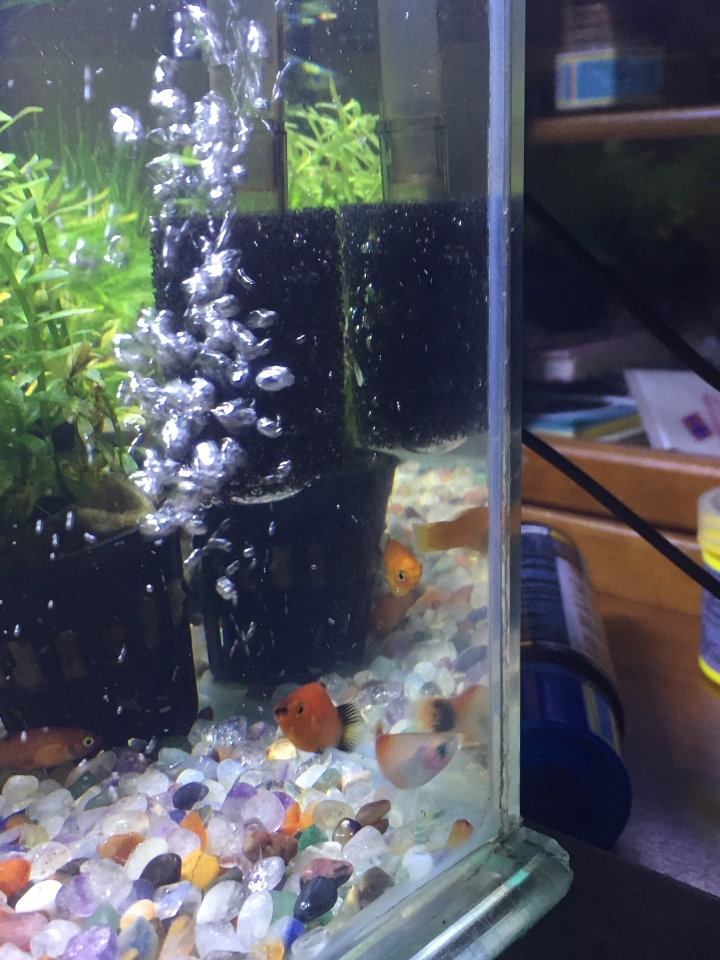 請問孔雀魚發生什麼事了!??!?