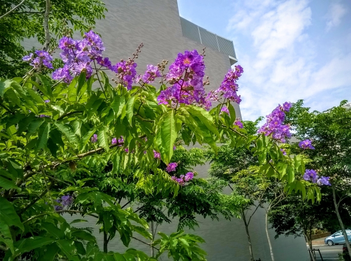 台南市東區裕和路 大花紫薇5月15號