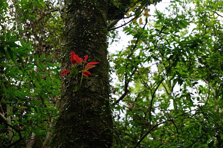 大屯山 - 大屯坪 - 二子坪 - 大屯自然公園 - 菜公坑山  ( 42 P )