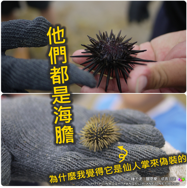 〈澎湖好好玩〉揪團來去漁村住一晚！無菜單行程驚喜連連金促咪！