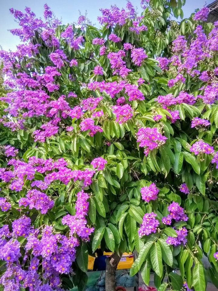 台南市歸仁區公所 大花紫薇5月19號