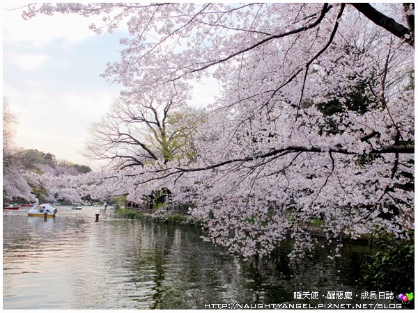 【賞櫻。井之頭恩賜公園】atré吉祥寺打敗櫻花，因為太好逛了(超市、美食、雜貨)