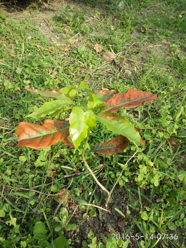 請問這株咖啡怎麼了？？